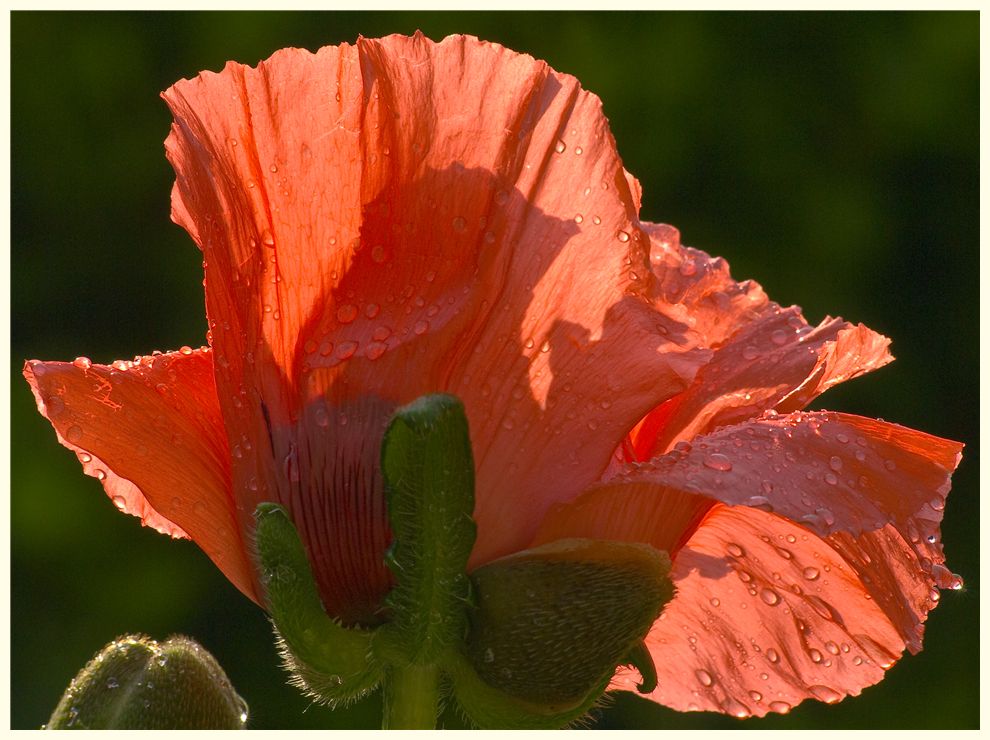 mohn 4