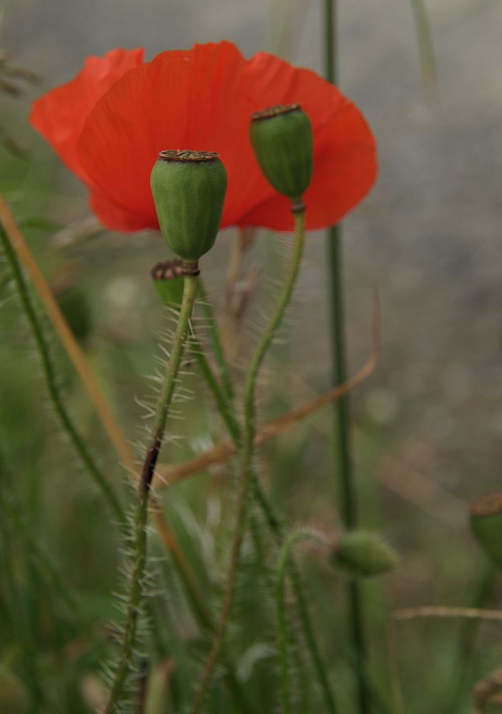 Mohn #4