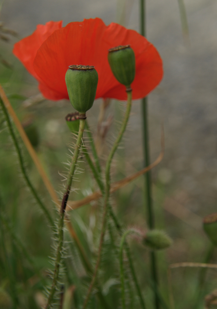 Mohn #4