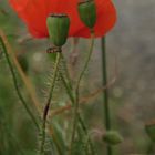 Mohn #4