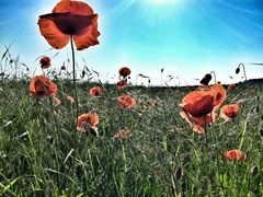 mohn #4