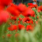 Mohn 4