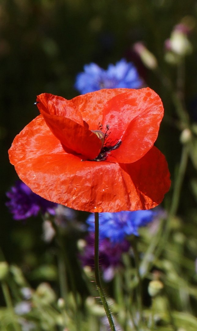 Mohn 4