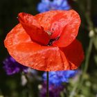 Mohn 4