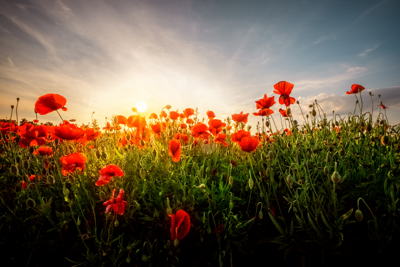 Mohn (4 von 4)