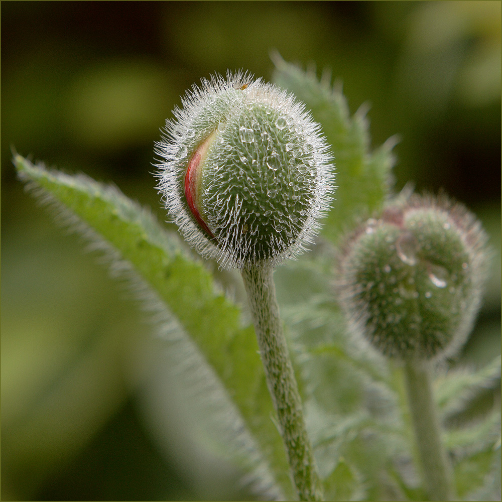 Mohn