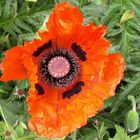 Mohn!