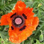 Mohn!