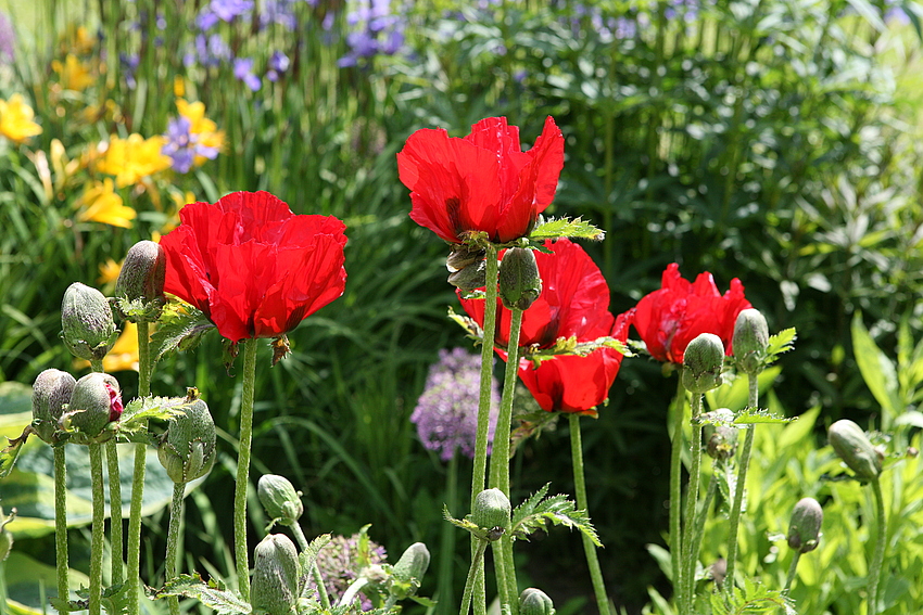 Mohn