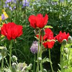 Mohn