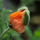 Mohn.