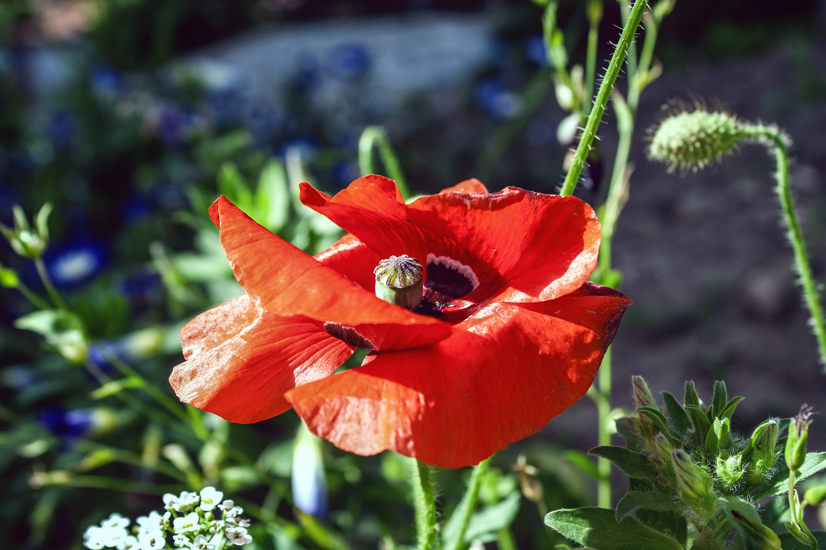 Mohn