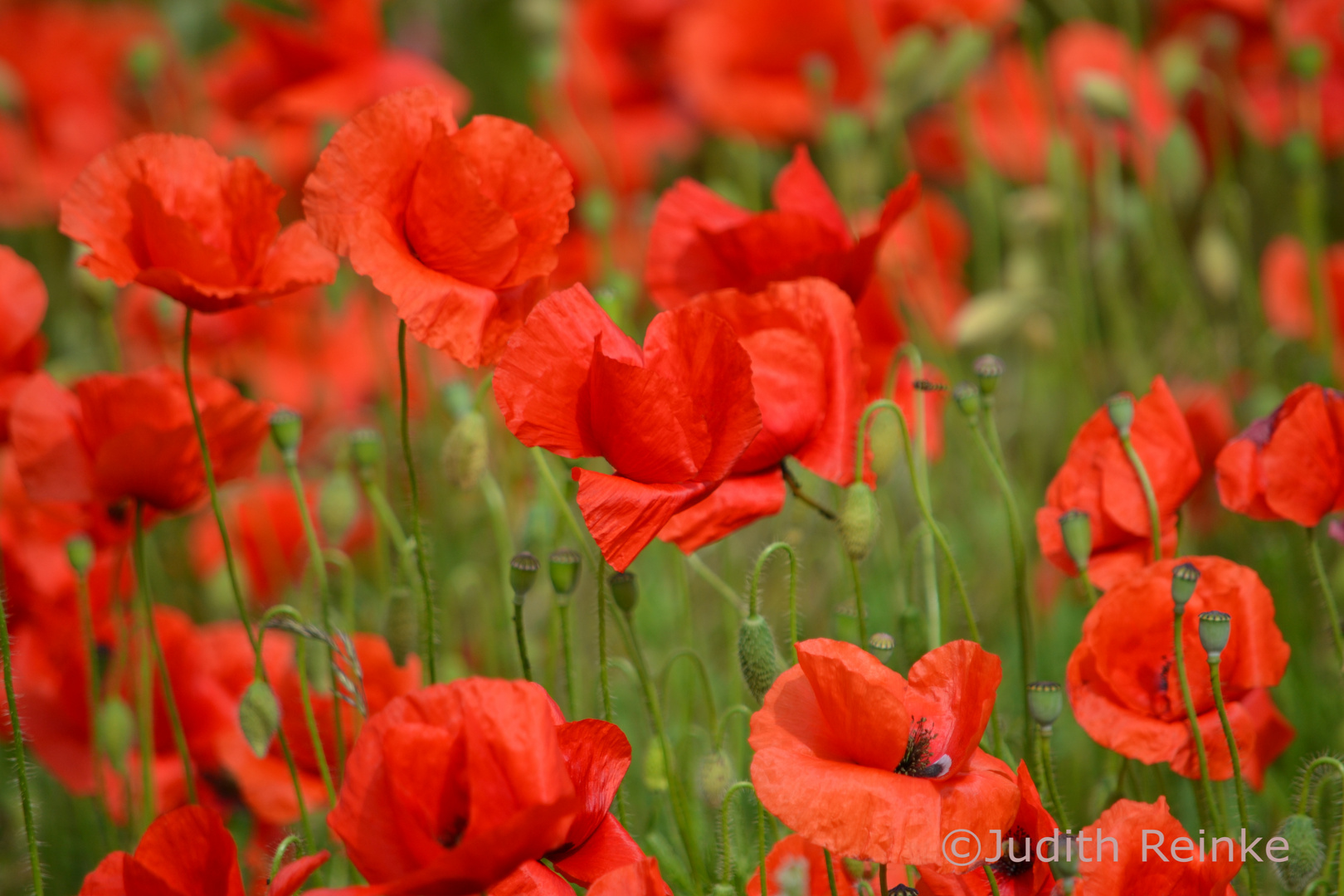 Mohn