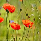 Mohn 