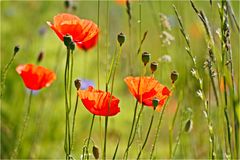 Mohn 