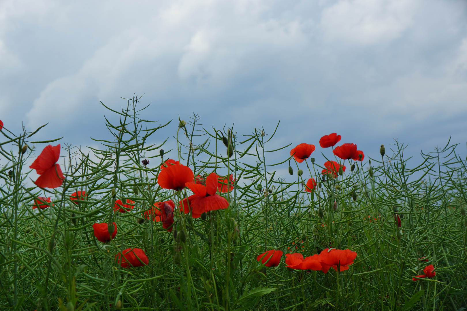 Mohn