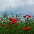 Mohn