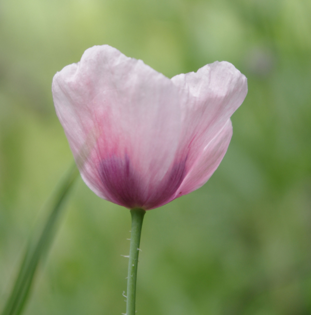 Mohn