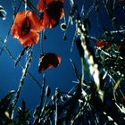 mohn