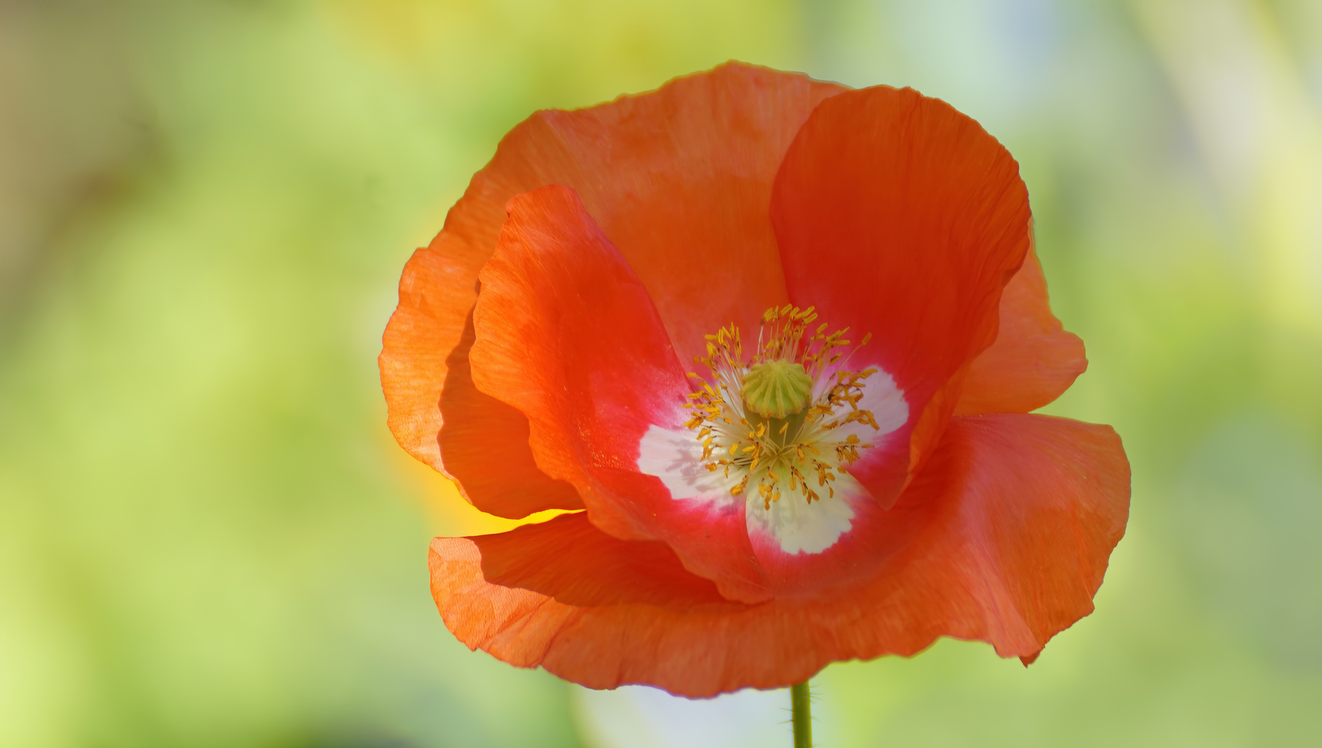 Mohn