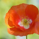 Mohn