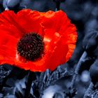 Mohn