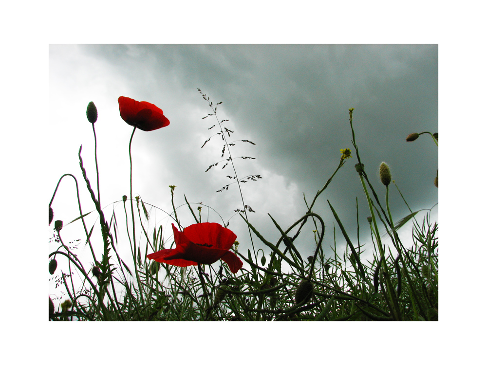 Mohn