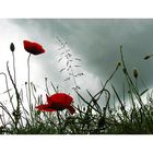 Mohn