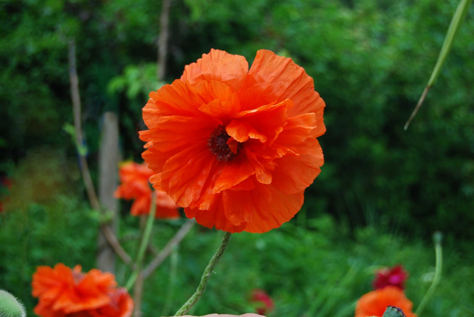 Mohn