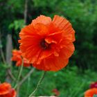 Mohn