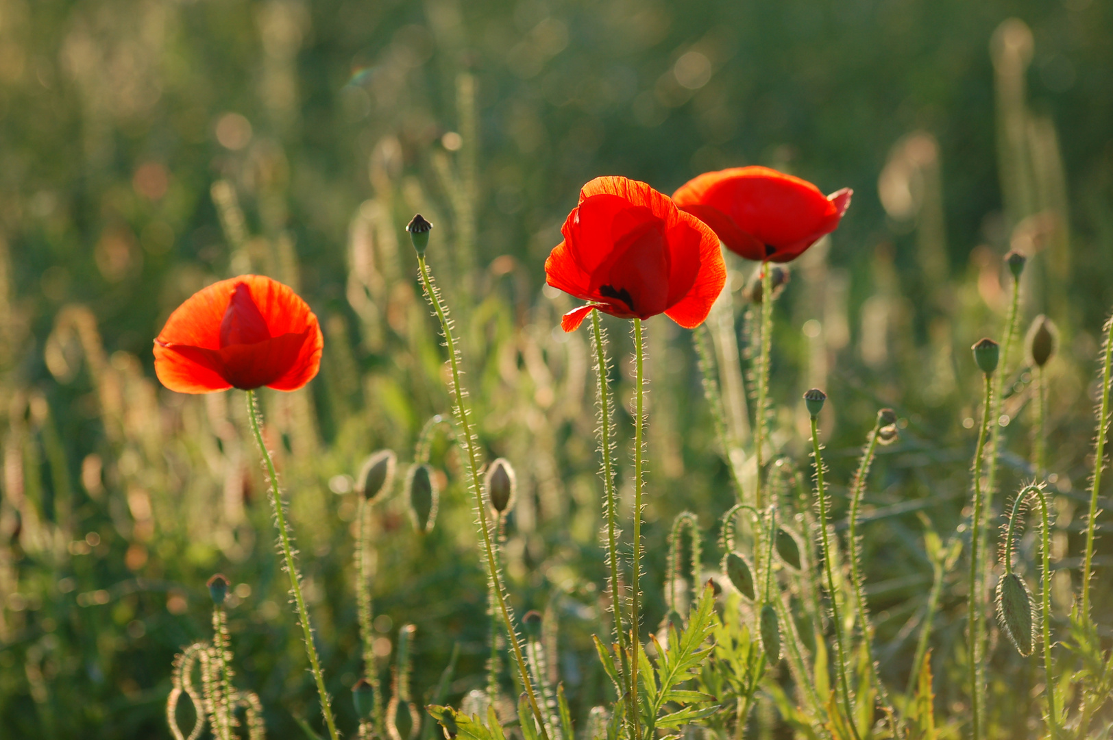 Mohn