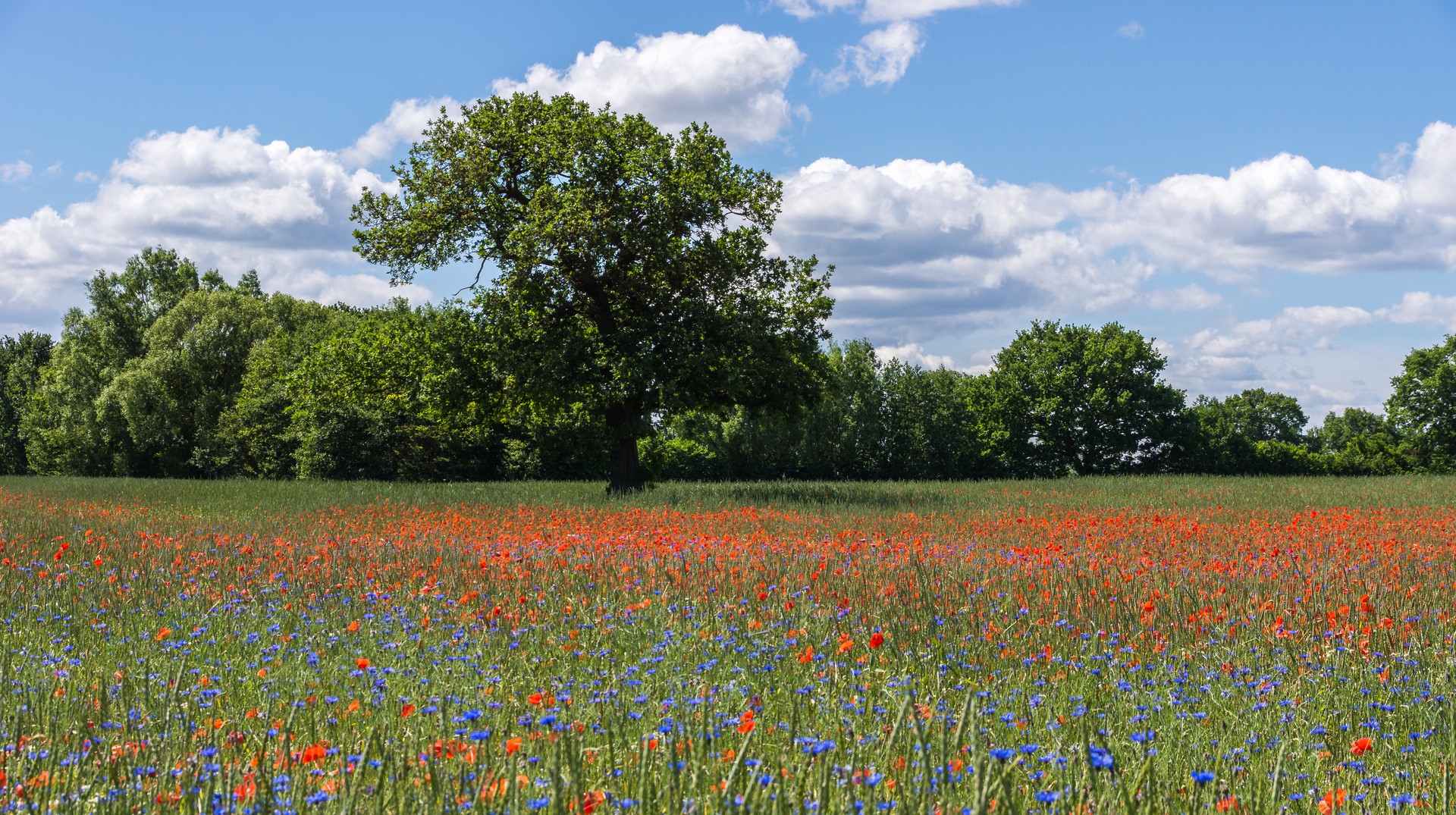 Mohn