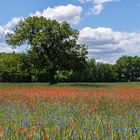 Mohn