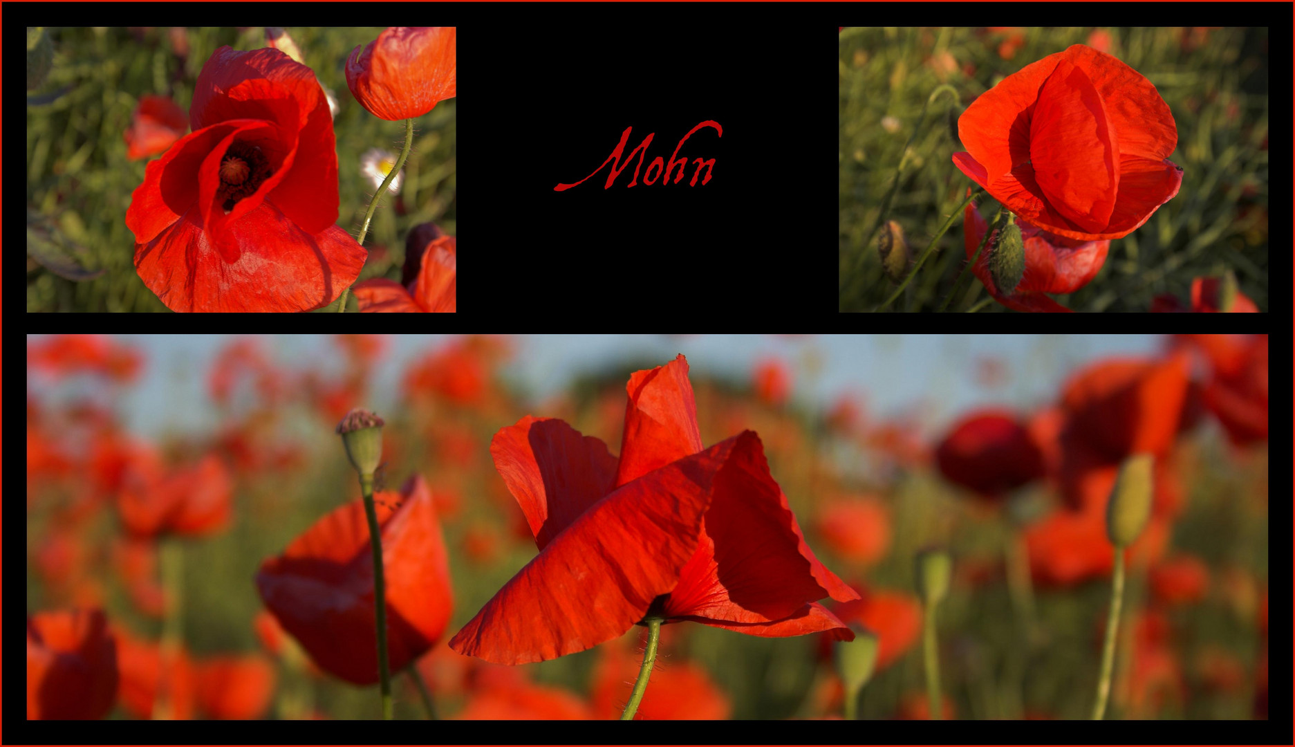 Mohn