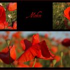 Mohn