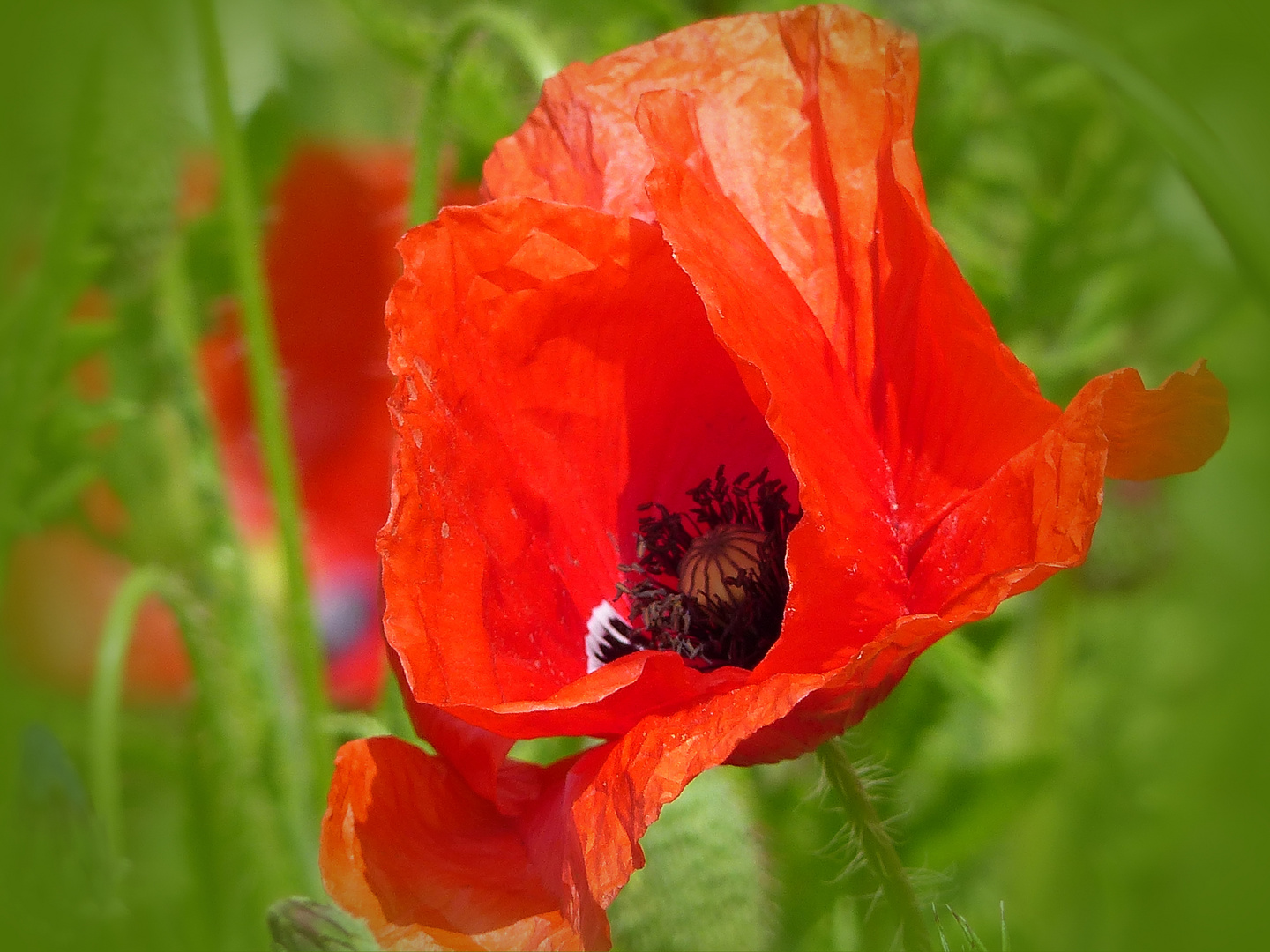 Mohn ... Foto &amp; Bild | natur, pflanzen, blüten Bilder auf fotocommunity