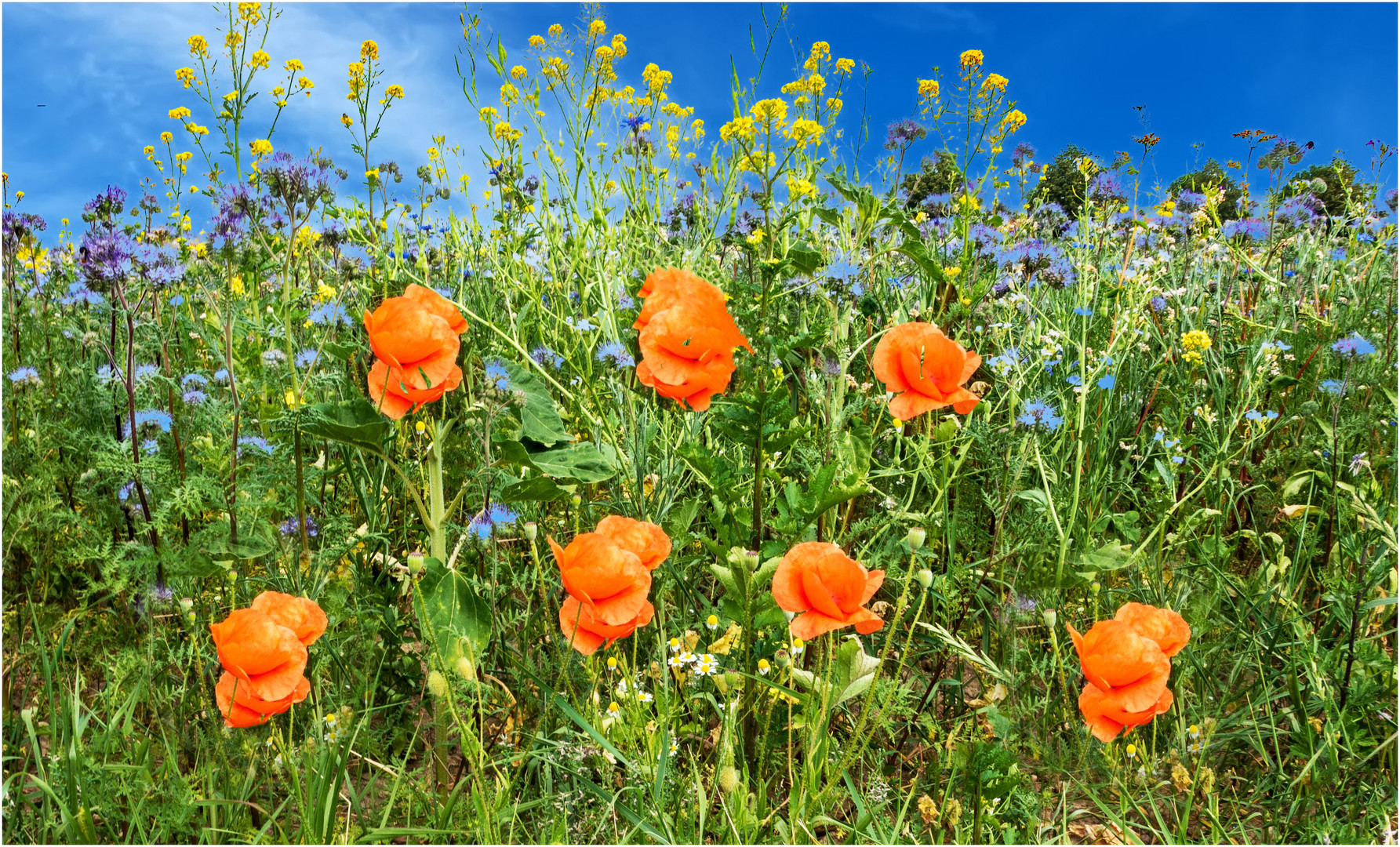 Mohn 