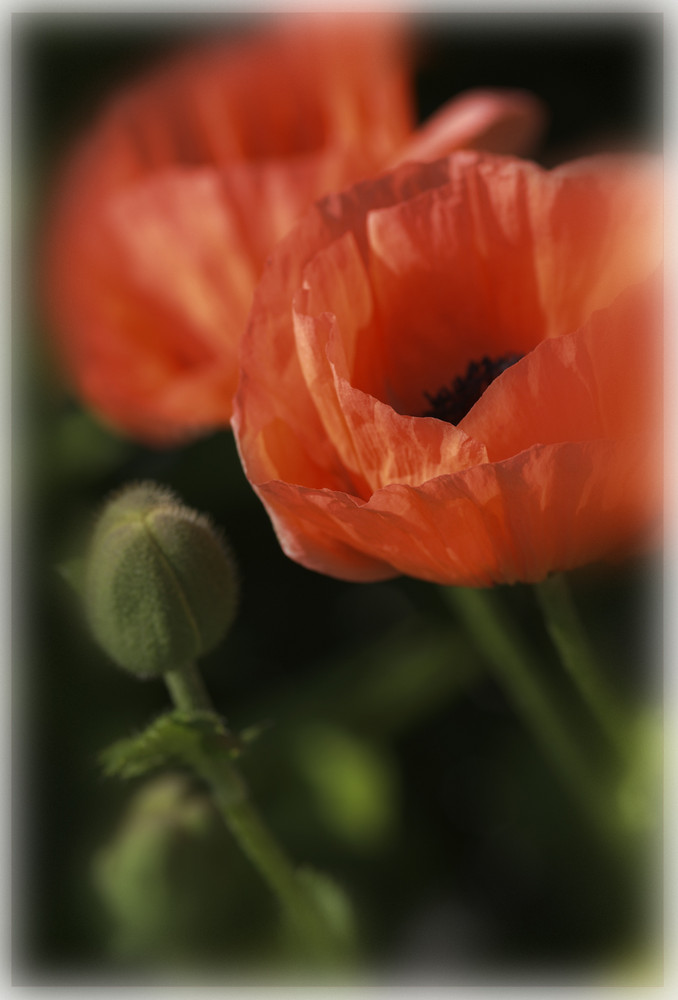 Mohn