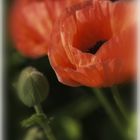 Mohn