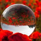 Mohn