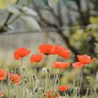 Mohn 