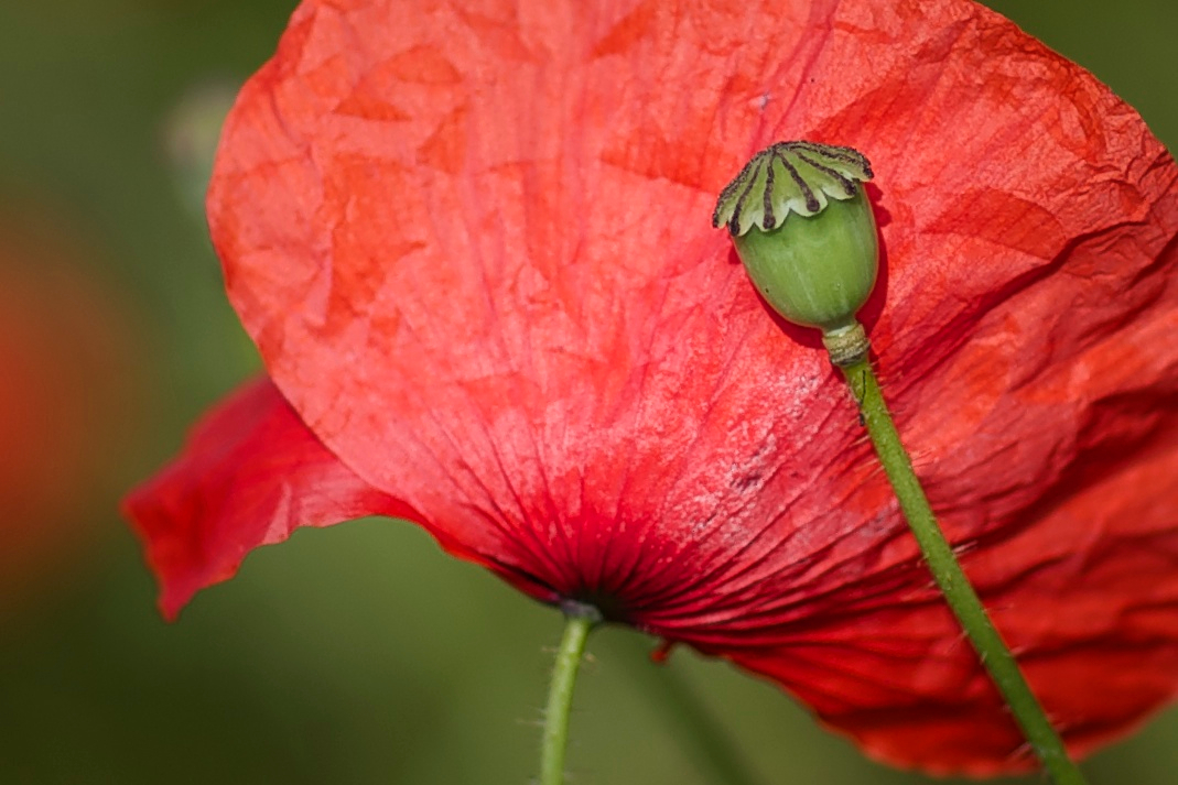 Mohn