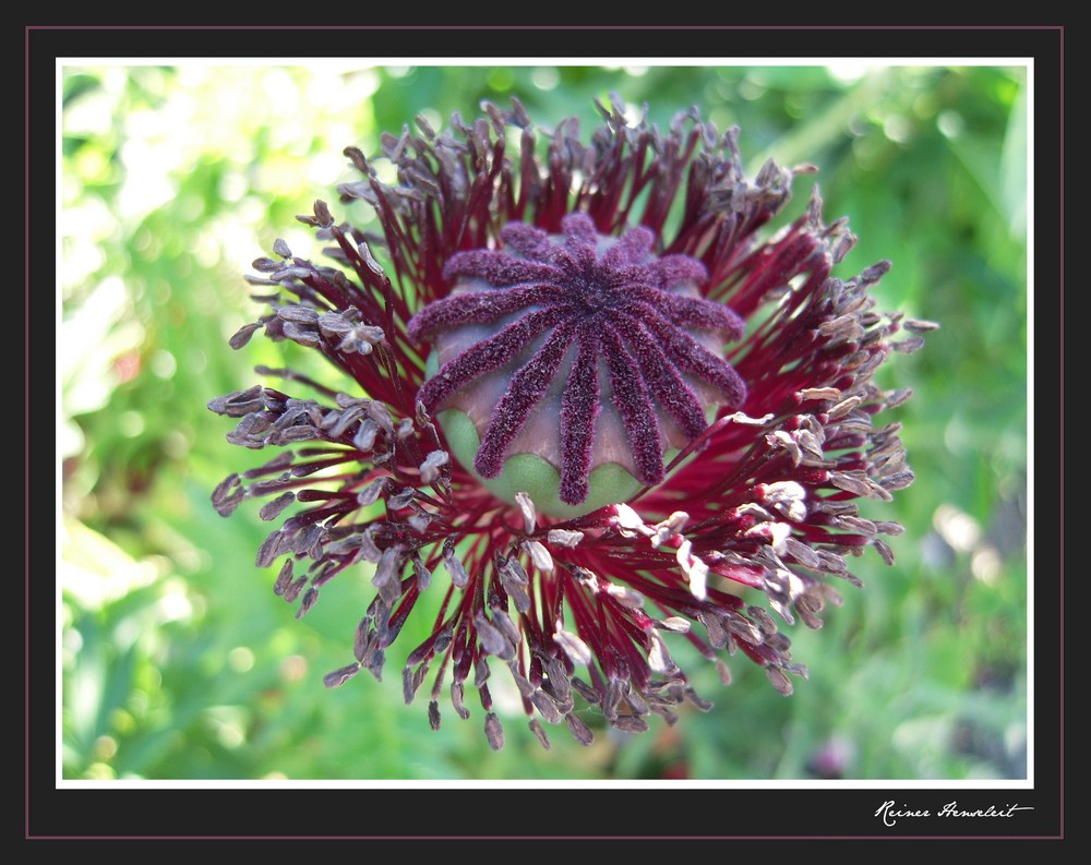 ~ Mohn ~