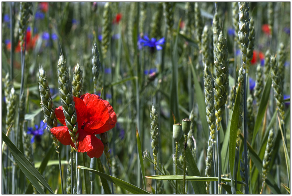 Mohn