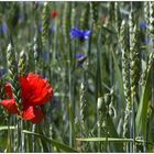 Mohn