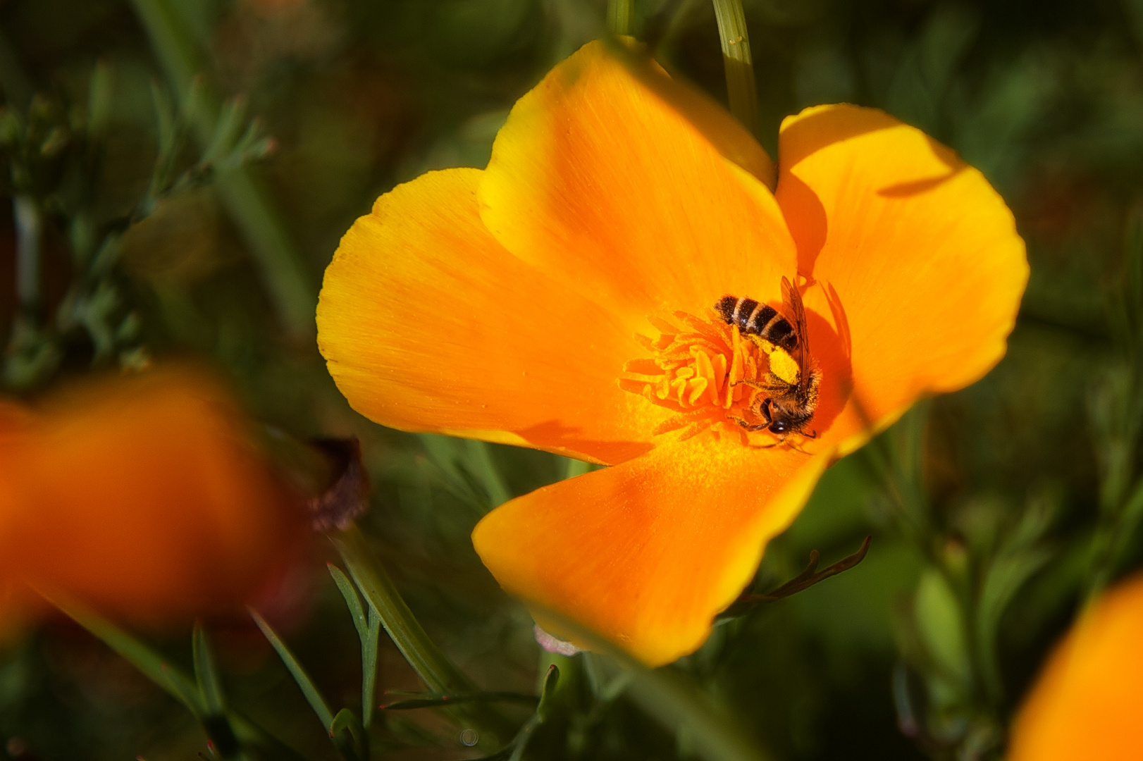 Mohn