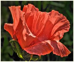 mohn