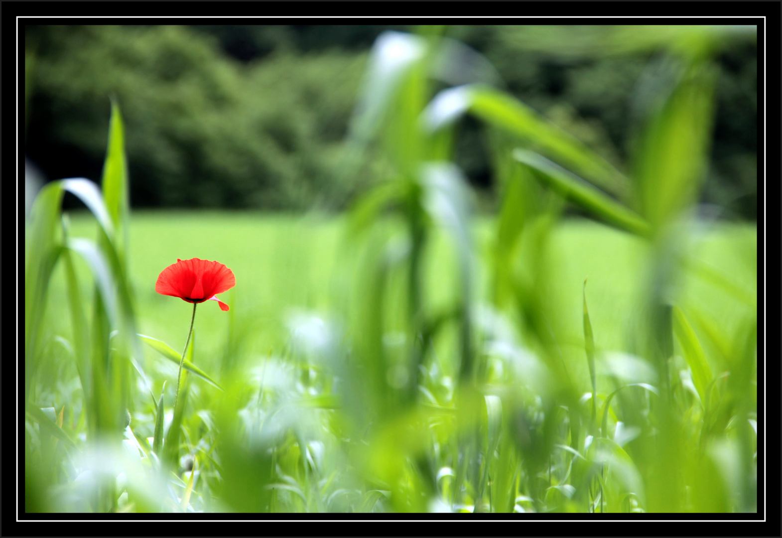 Mohn