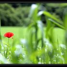 Mohn