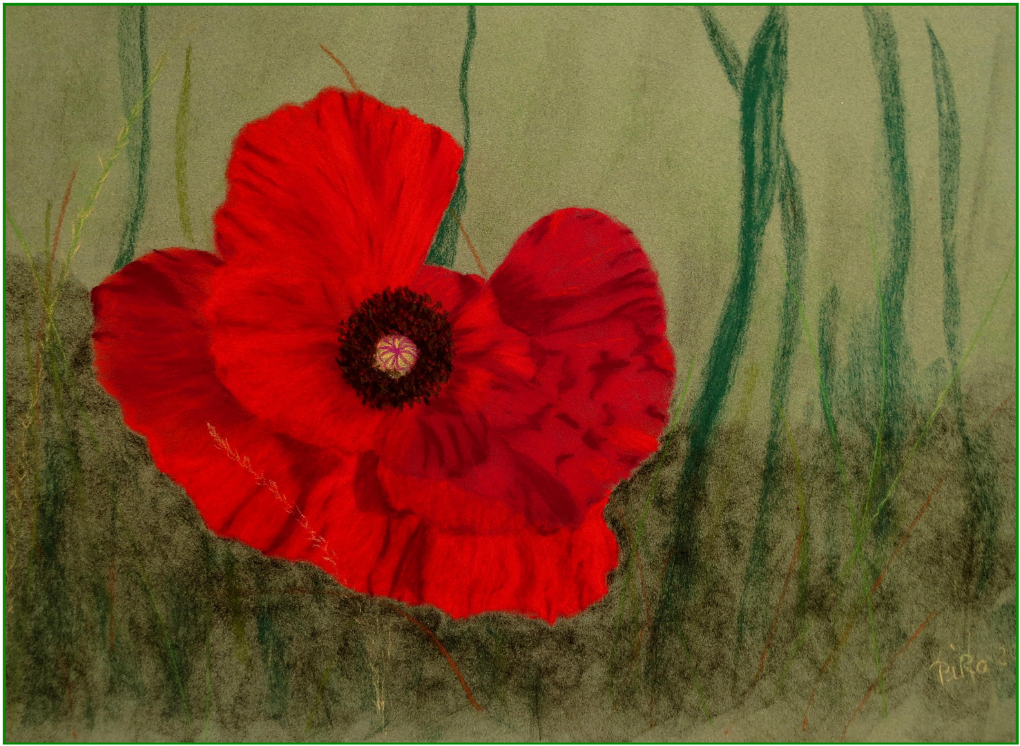   Mohn 